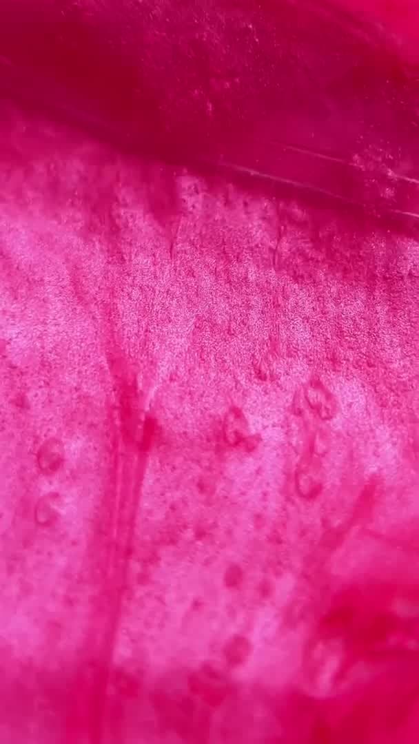 Pink Flash Between – Post Lift Neutralizing Elixir Step 1 - 4